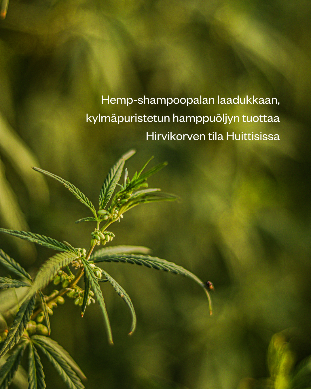 Hemp -palashampoo hiuspohjan ongelmiin. Se sopii kaikille hiustyypeille ja lievästi rasvoittuville hiuksille.