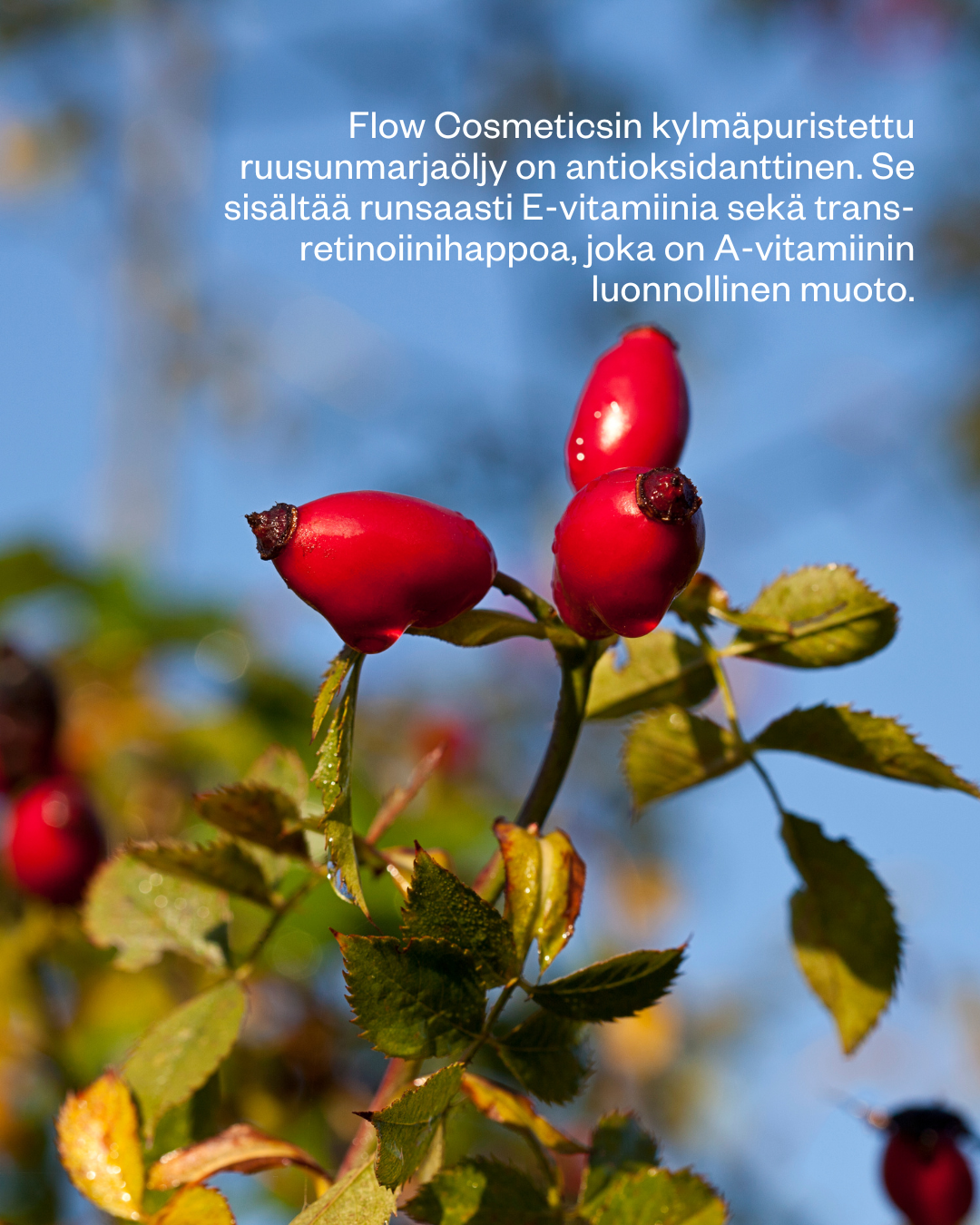 Rosehip Intensive Treatment Oil hoitoöljy herkälle ja haasteelliselle iholle